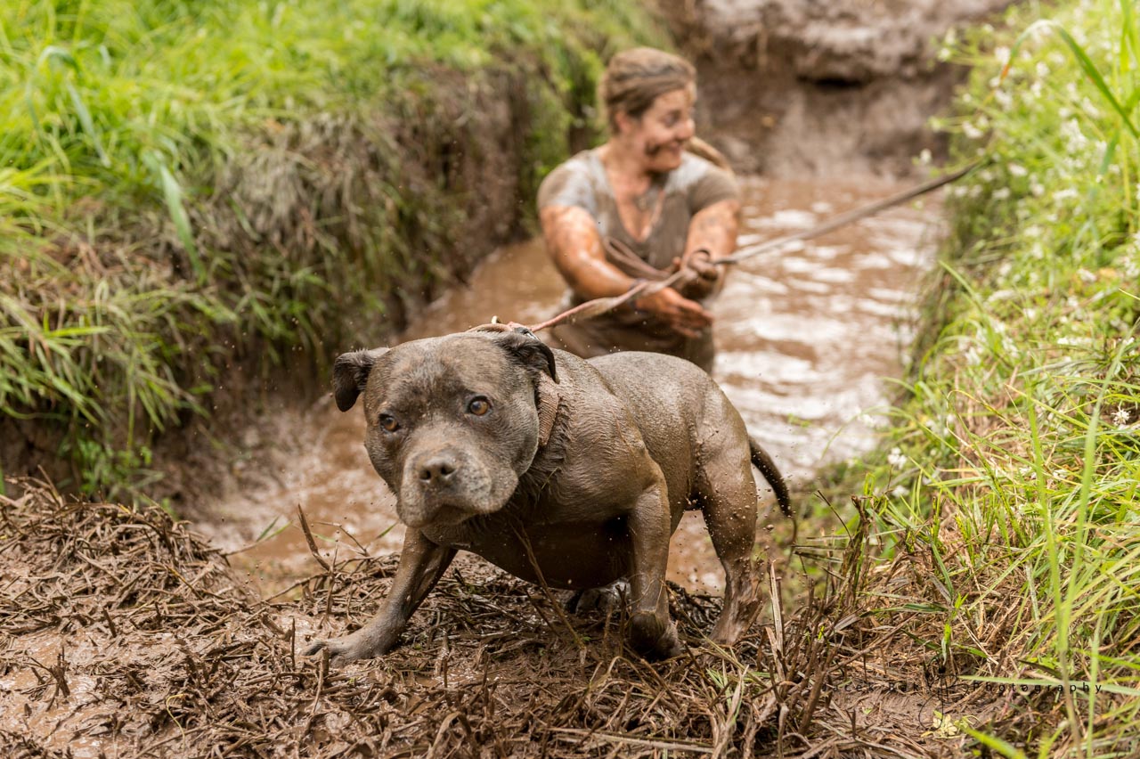 Win 2 Double Passes to Muddy Paws Challenge Australian Dog Lover