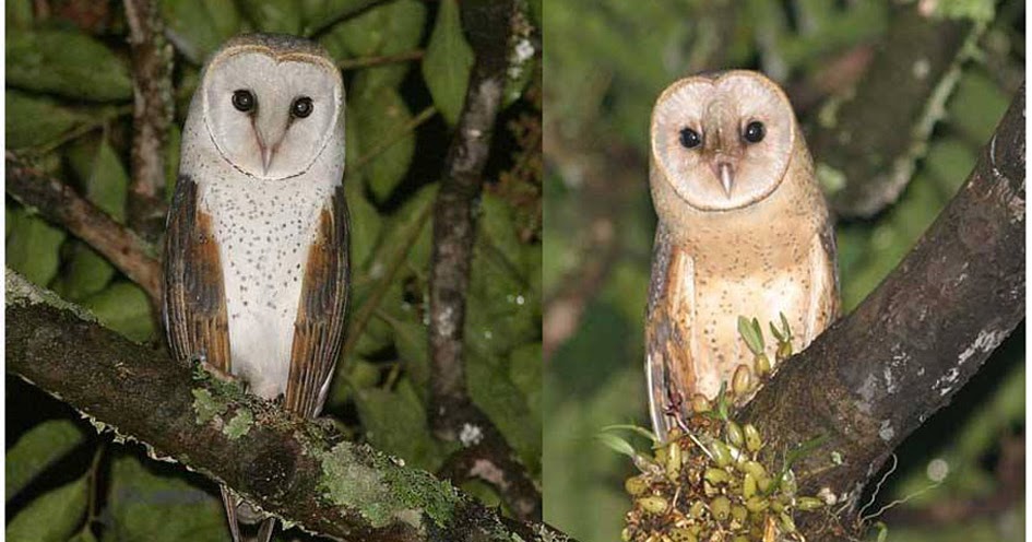 Christian Artuso Birds Wildlife A Few African Owls