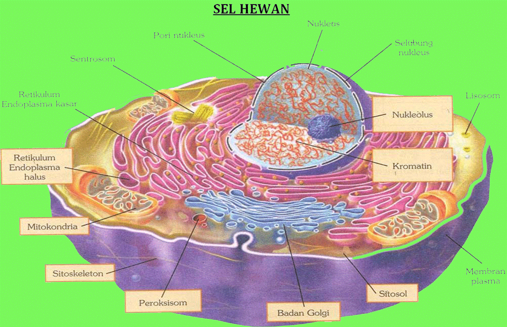 Struktur dan Fungsi  Komponen Organel Sel  Hewan  Wasiwa