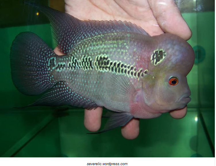 Budidaya Ikan Louhan