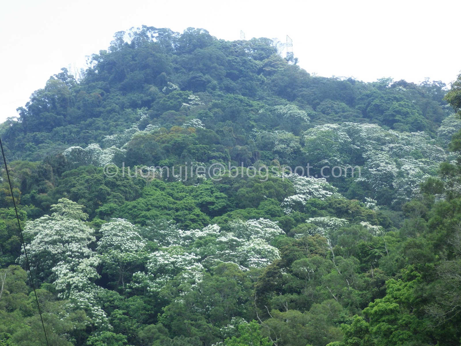 Hakka Tung Blossom Festival