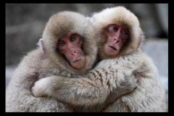 monkeys hugging | My HD Animals