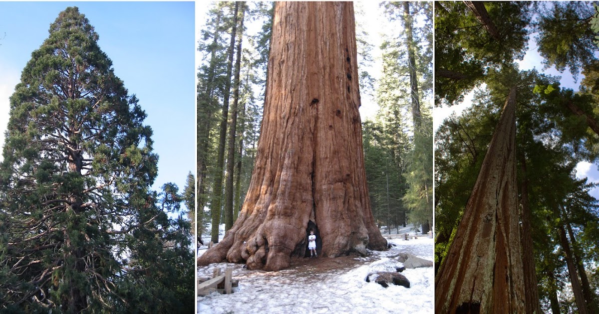 Dwarsbongel 181215 ZOZ Van groene den en rood hout