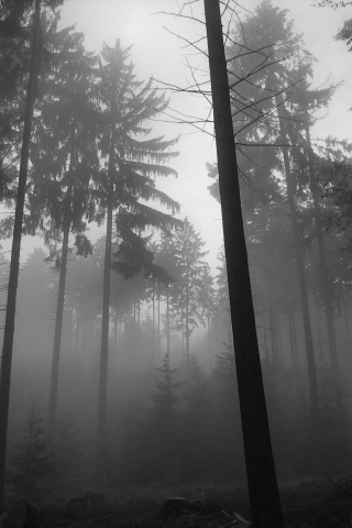 iPhoneZone: Awesome Foggy Wallpapers for iPhone