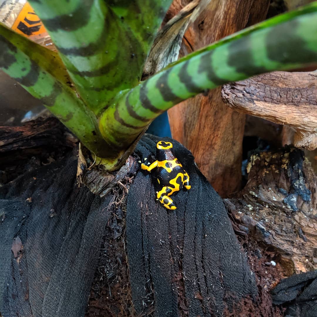 j'ai vu, j'ai photographié, je partage La jaguar au muséum de
