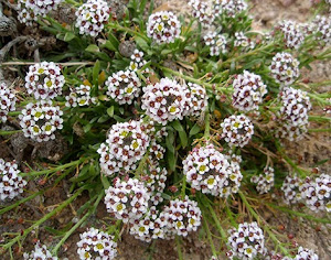 Mastuerzo marítimo (Lobularia marítima)