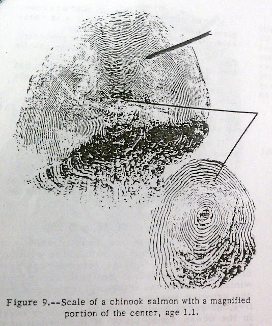 Nature in a Nutshell A Lesson Aging Fish Scales