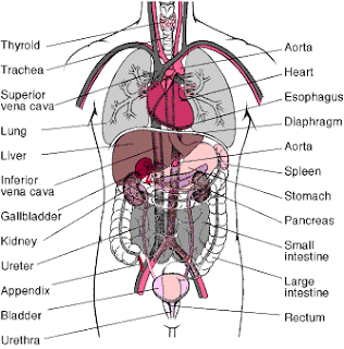 Funny Pictures Gallery: Organs, internal organs diagram, body organs