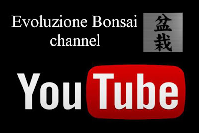 https://evoluzionebonsai.blogspot.it/2017/08/does-tanuki-have-same-dignity-has.html