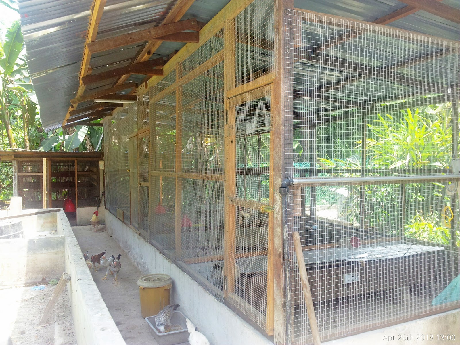Part 2: Projek Pembinaan Reban Induk Ayam Fasa Kedua - Pemasangan