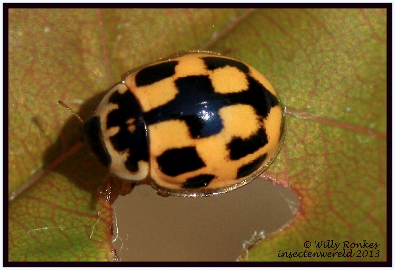 INSECTENWERELD Stippen