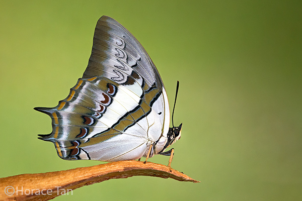 Butterflies of Singapore: Life History of the Blue Nawab