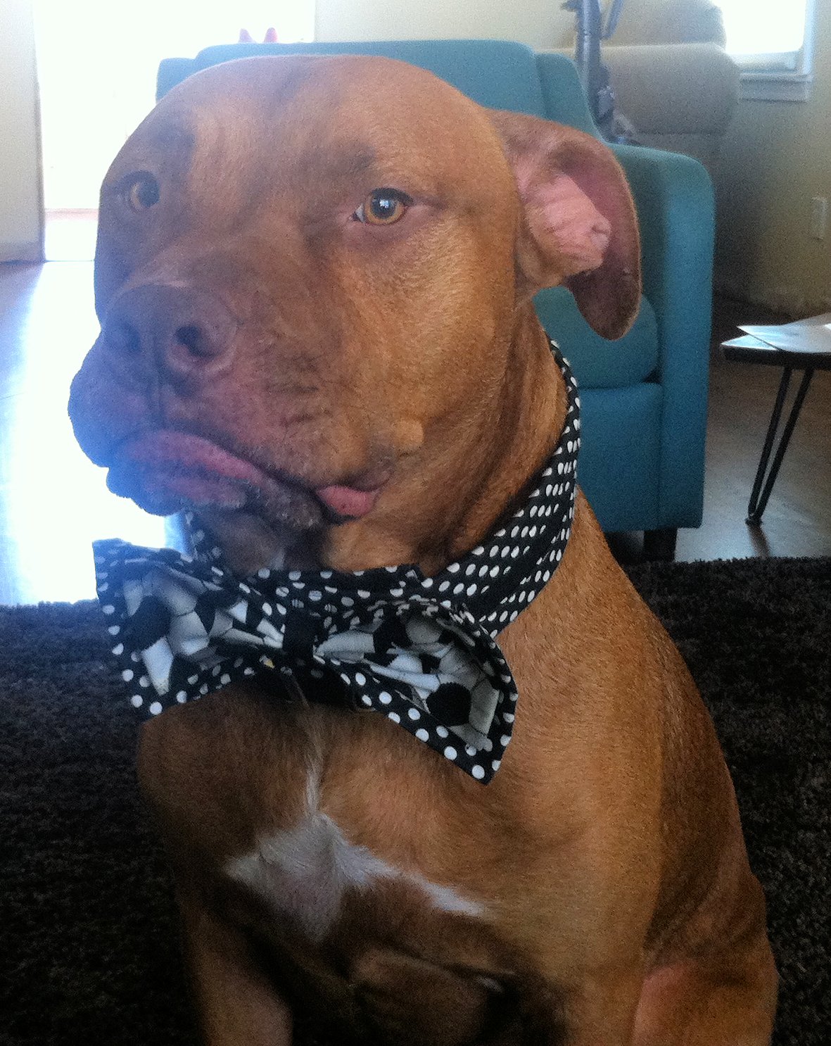 O Sew Gypsy Bow Tie Made For A Pitbull!