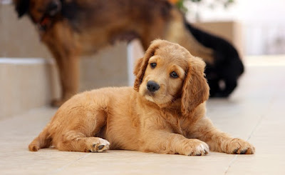Dog Images Dog Images