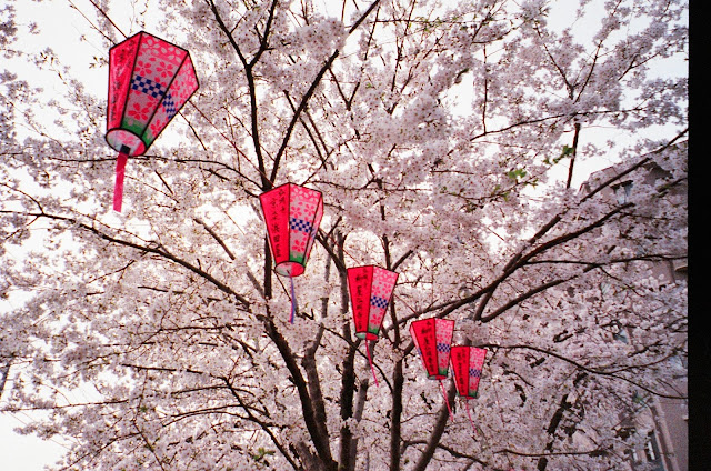 Sakura Cherry Blossoms Spring Japan Gumyoji