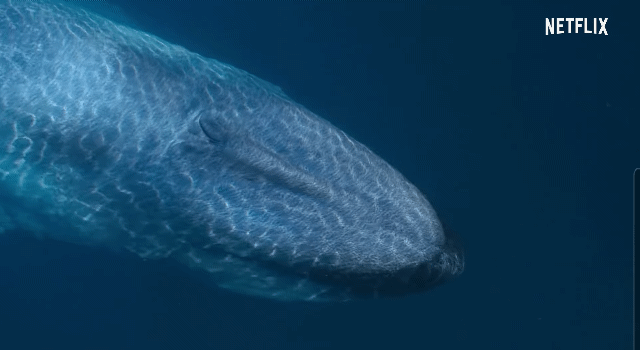 어미 대왕고래와 새끼 고래의 친밀함을 가장 잘 담은 장면