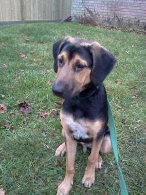 beagle coonhound mix