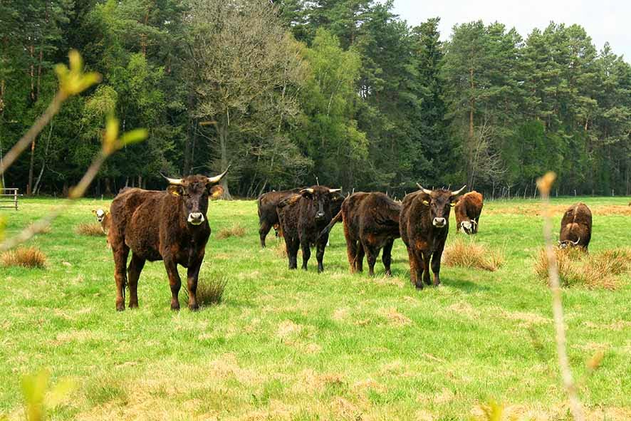 April 2014 Heimatforschung Im Landkreis Celle