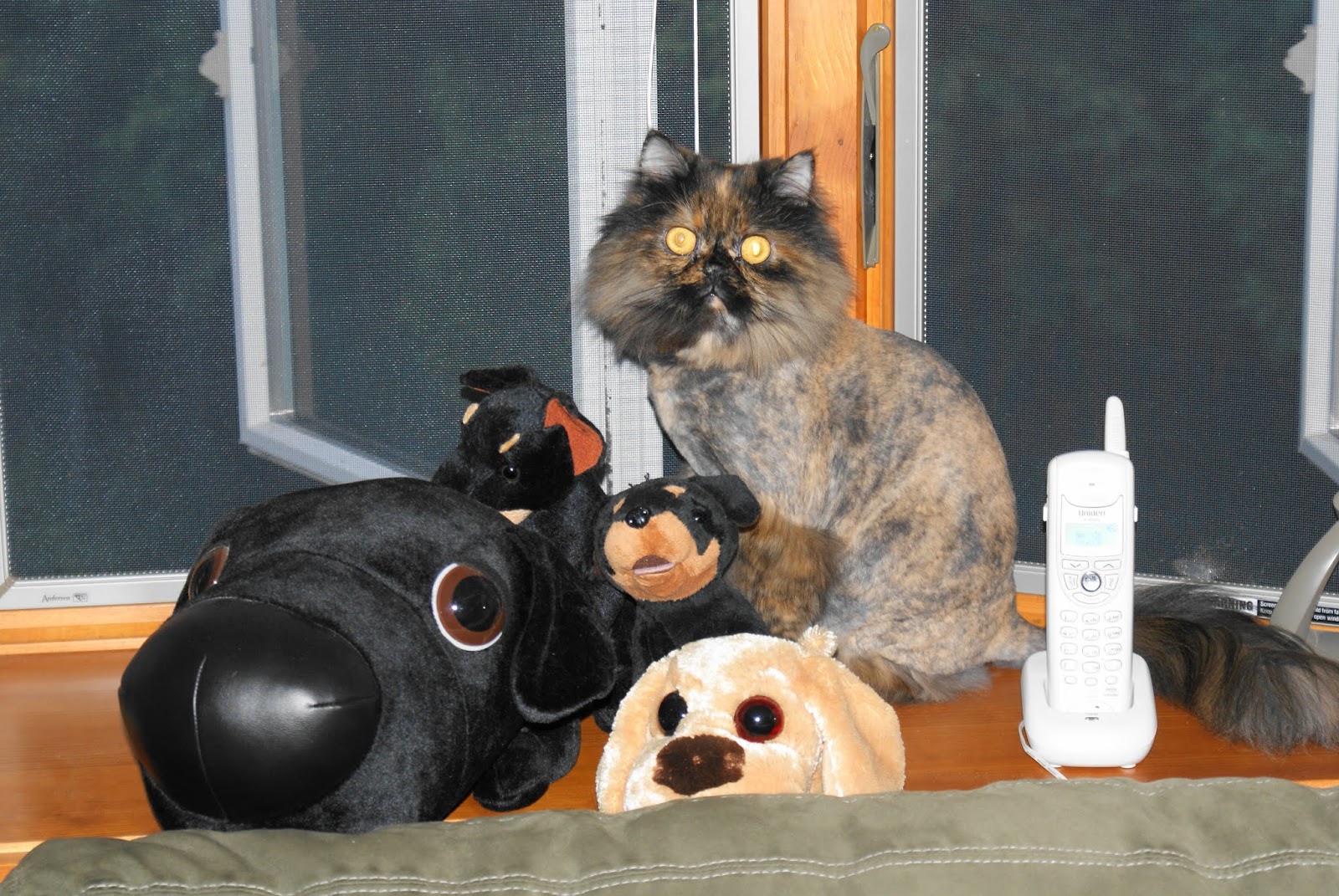 Acid Reflux Natural Remedy Helps Cats And Dogs Holistic Vet And Pet Nutrition Journal