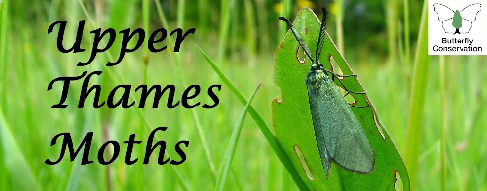 Upper Thames Moths