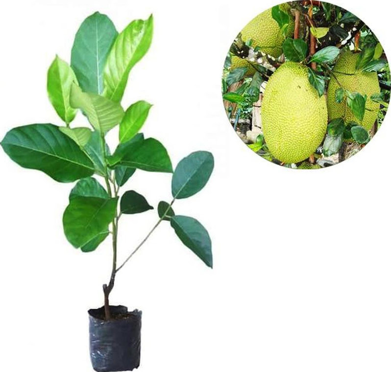BIBIT TANAMAN BUAH NANGKA BANGKOK 80 CM COD Sumatra Utara