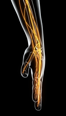 Radaractive: Nerve Distribution by the Master Engineer