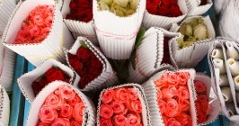 Les 52 Meilleures Images De Fleur Rose Rouge Fleur Rose Rouge