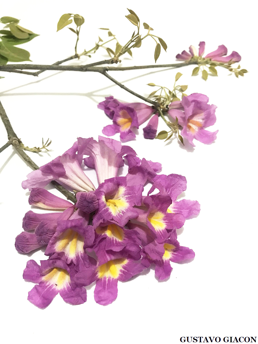 Viveiro Ciprest - Plantas Nativas e Exóticas: Ipê Roxo Anão - Tabebuia  avellanedae var. paulensis