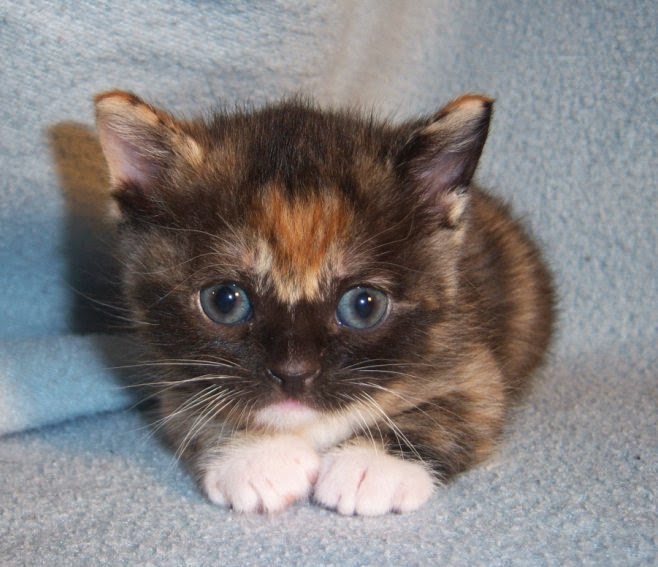 NapoleonKitty Napoleon Kittens For Sale