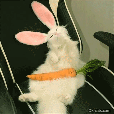Funny Cat GIF • Amazing 'Cabbit' grooming himself before eating his giant carrot, hahaha [ok-cats.com]