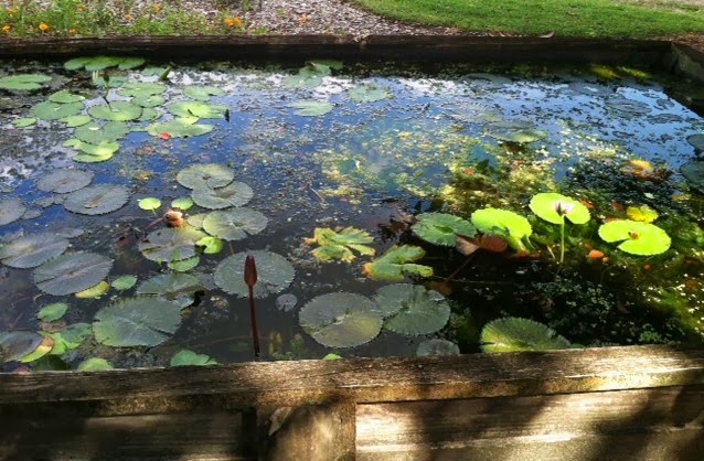 Central Florida Gardener: Simon Seed Farm & Garden Center