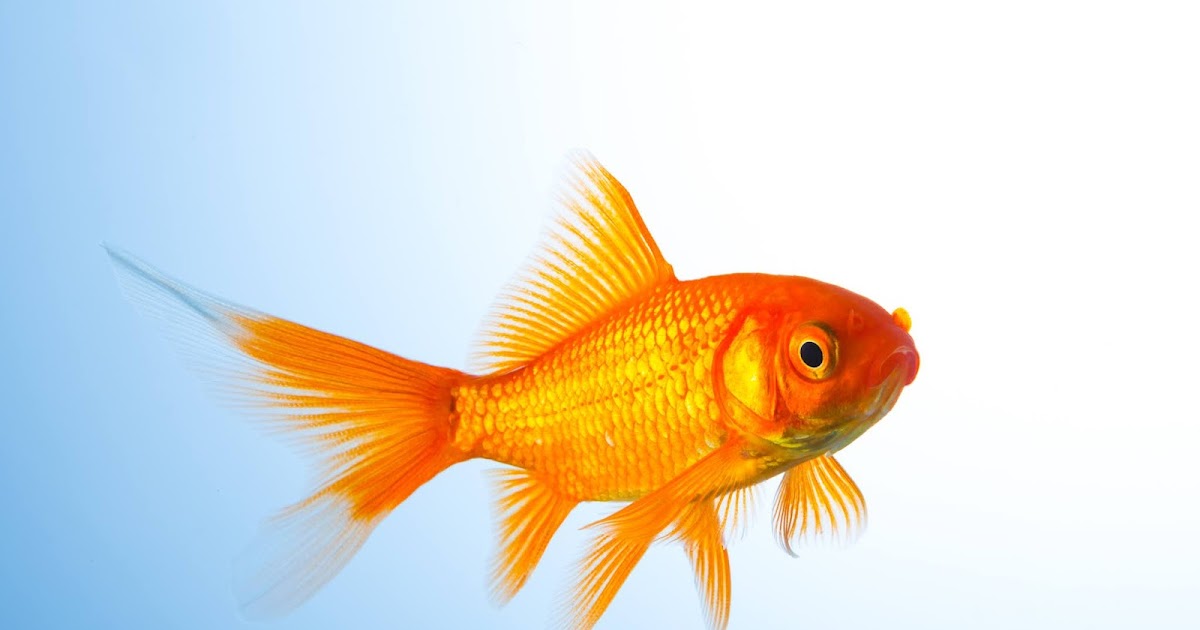 How To Keep Common Goldfish In The Aquarium fishhobbyist