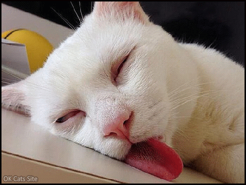 Art Cat GIF • Catnip overdose. Hilarious looking face! cat.exe has stopped working!