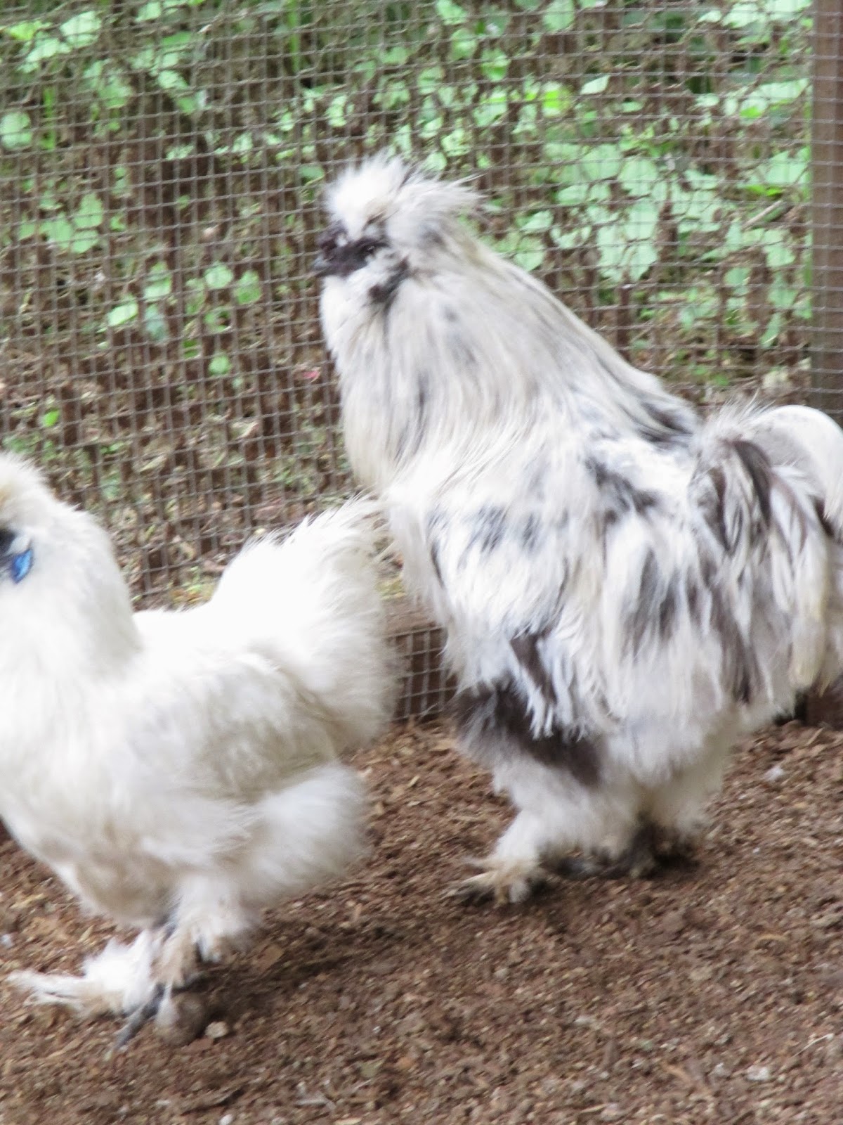 Just Chickens...: Paint Silkies & My Attempt to Breed More