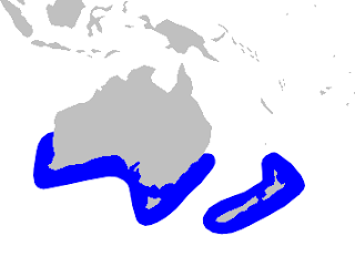 Çıkık dişli gagalı balinanın dağılım haritası