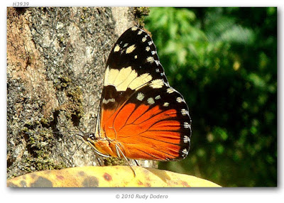 Mariposa chasqueadora rojiza (Hamadryas amphinome)