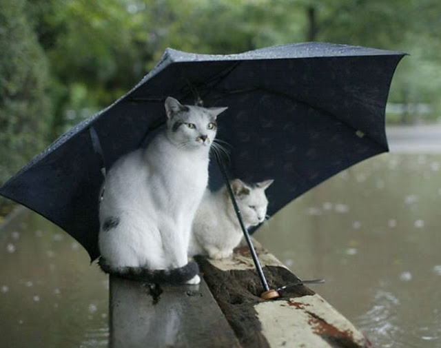 Resultado de imagem para gato à chuva