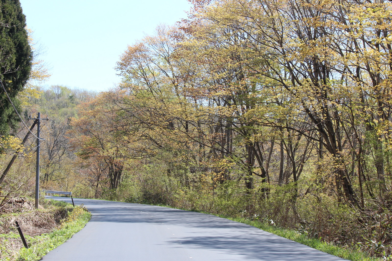 鉄暮らし雑録 酷道459号線と名残の桜