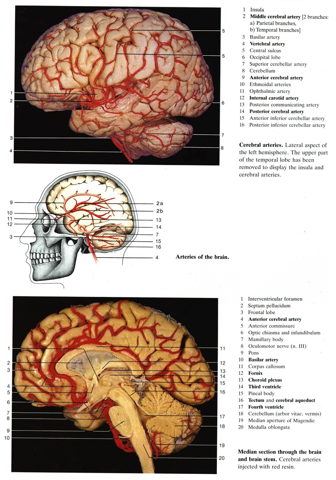 Brain 2024. Большой атлас мозга. Paul Magendie.
