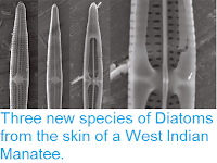 http://sciencythoughts.blogspot.co.uk/2015/04/three-new-species-of-diatoms-from-skin.html