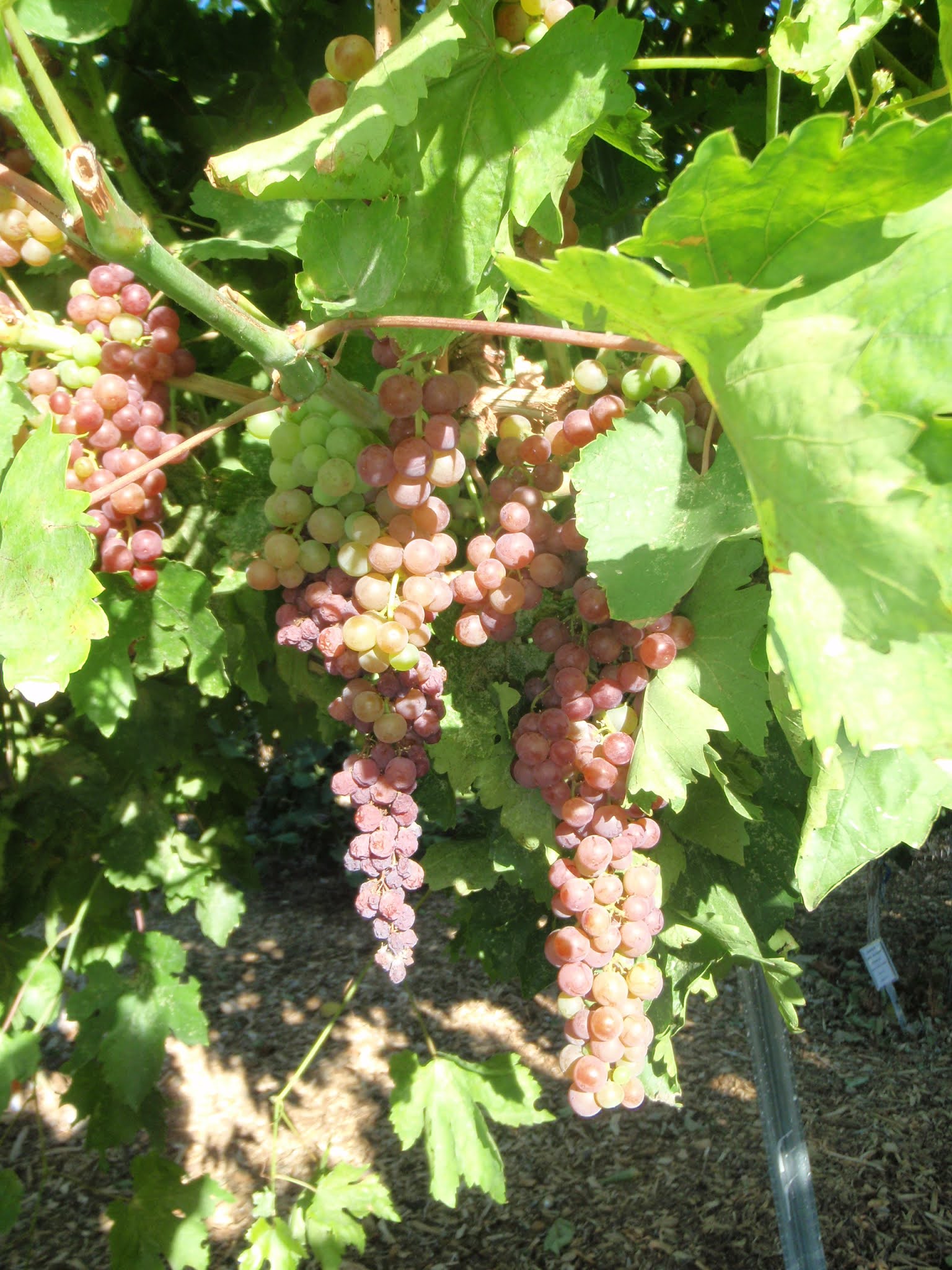 Xtremehorticulture of the Desert Getting Larger Berries in Your Grape