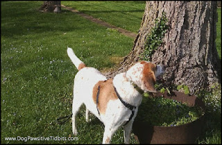 Dog Valentino Listens to Musical Wind Chimes 