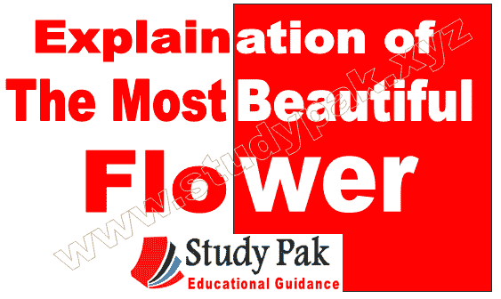 Explanation of the poem the most beautiful flower all stanza