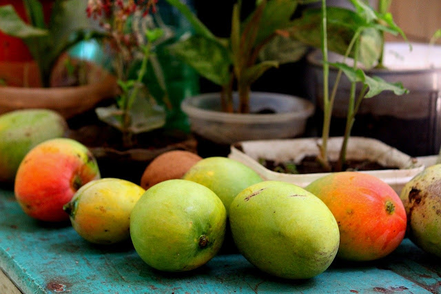  Indonesia merupakan negara beriklim tropis yang dikenal memiliki banyak buah terdapat bua 20+ Gambar Buah Mangga Segar