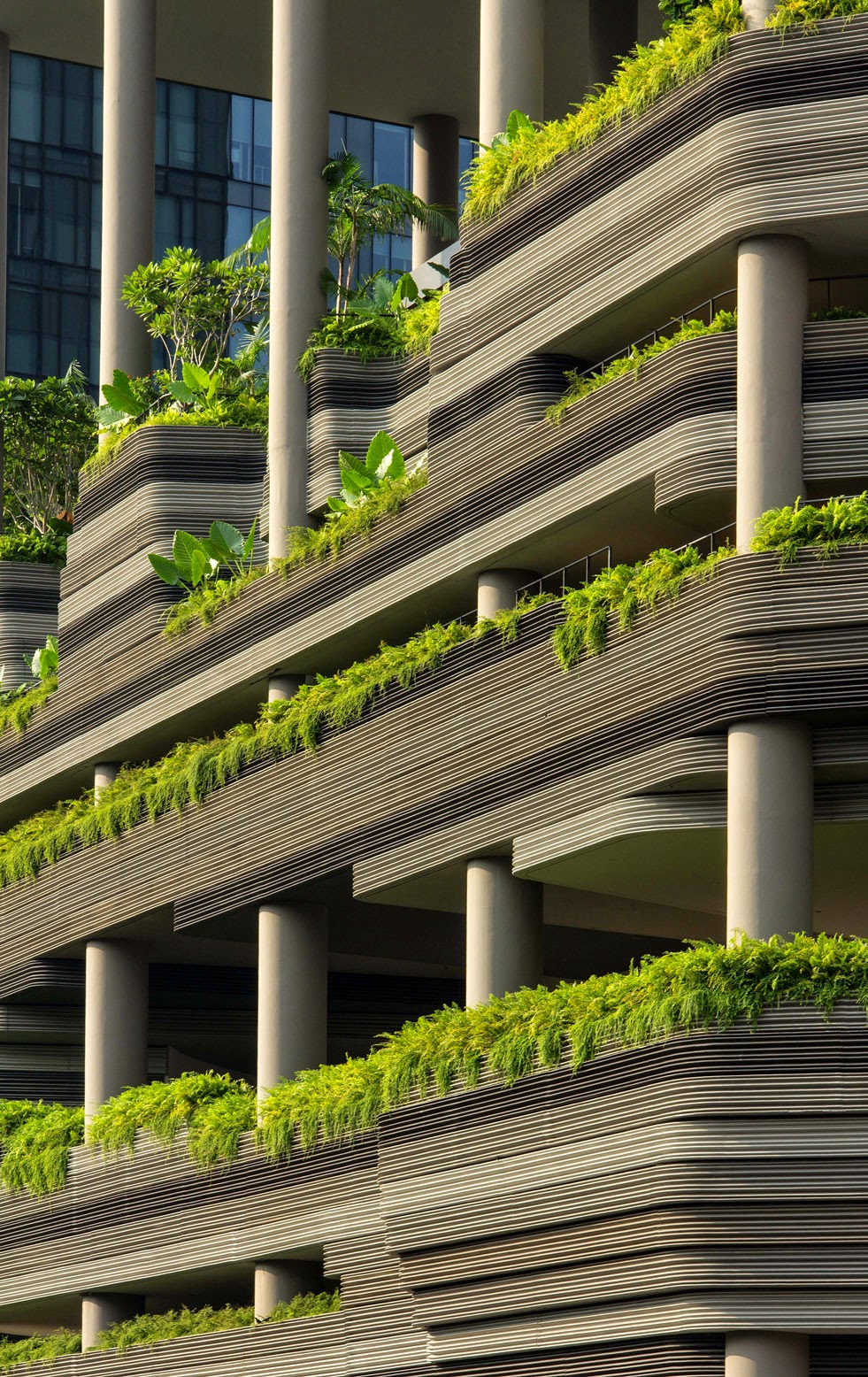 Зеленый сингапур Зеленый сингапур