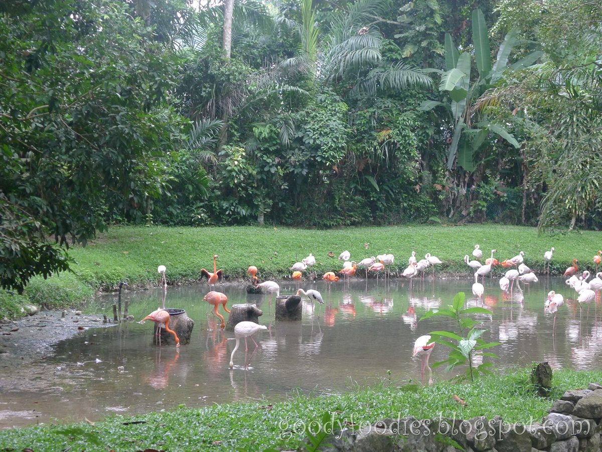 GoodyFoodies Fun with Kids Zoo Negara Malaysia