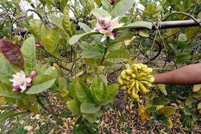 Dùng trà đài hoa mai và hoa phật thủ trị viêm họng hạt Dùng trà đài hoa mai và hoa phật thủ trị viêm họng hạt