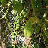 Planta de calabaza trepando por la valla