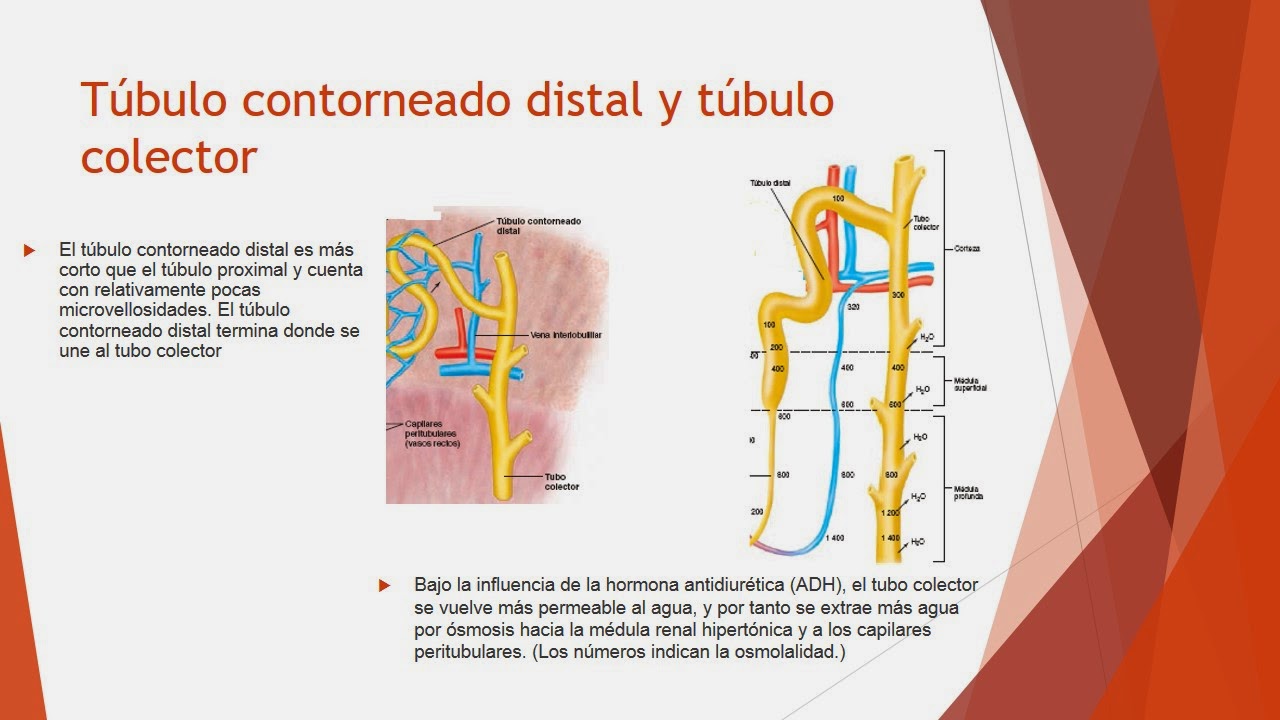 Fisiologia Medica de Miguel Angel Ybañez Castro: Túbulo proximal Asa de
