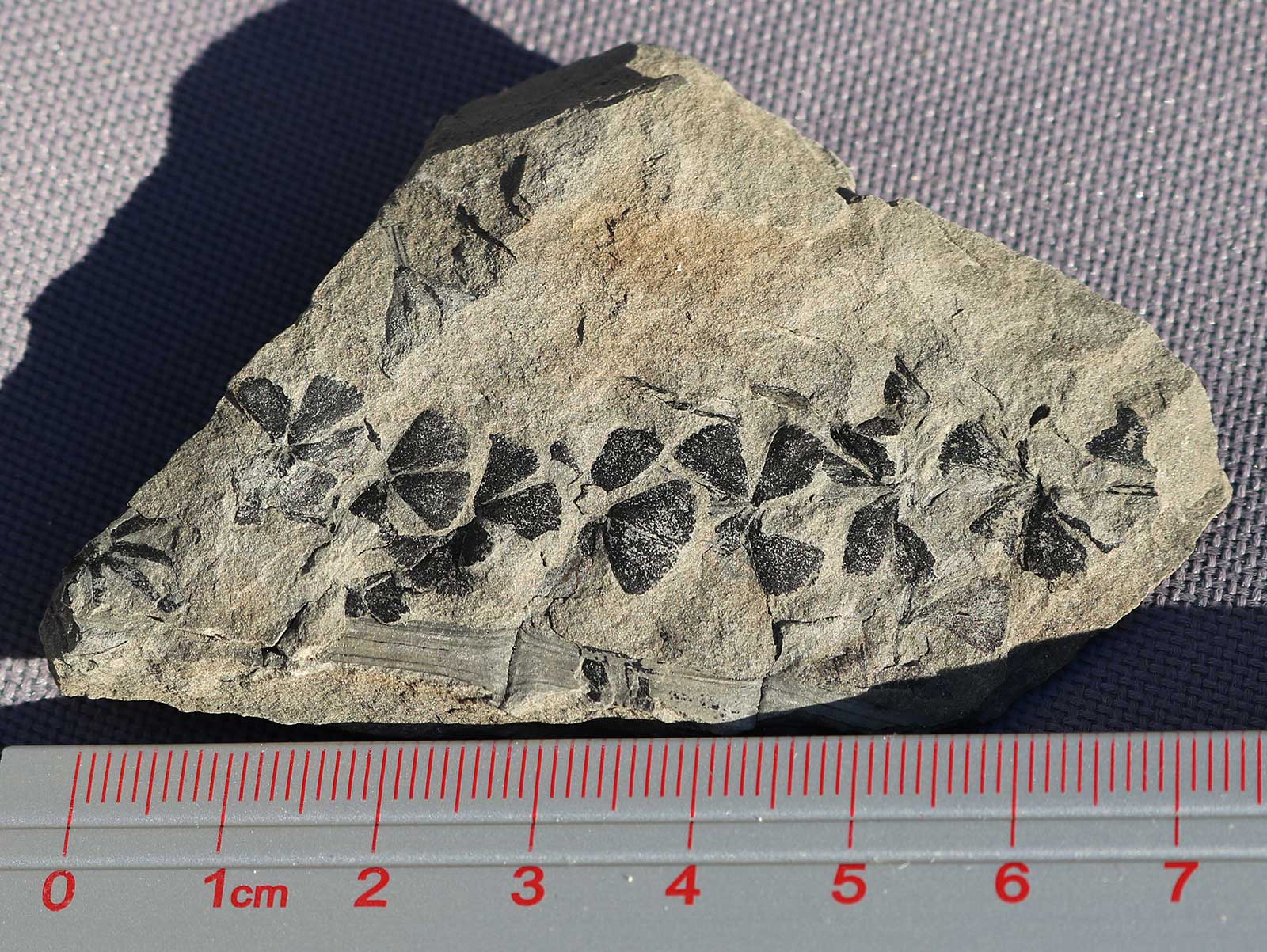 Louisville Fossils and Beyond Sphenophyllum Plant Fossil
